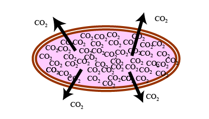 CO2 diffusion out of a cell