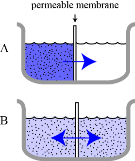 Diffusion through a permeabel membrane
