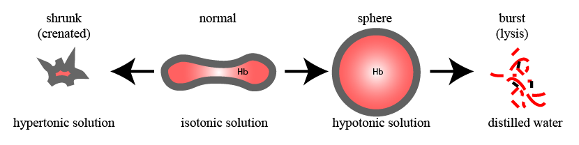 The effects of osmosis on the size and shape of red blood cells