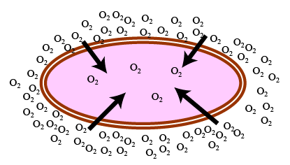 oxygen diffusion into a cell