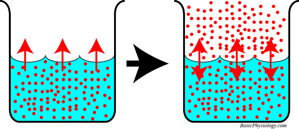 Diffusion of gasses from water into air